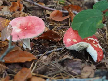 Vagevuurbos an Lippensgoed-Bulskampveld (Belgium)